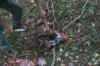 fawns8.jpg (60191 bytes)