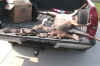 fawns.jpg (51590 bytes)